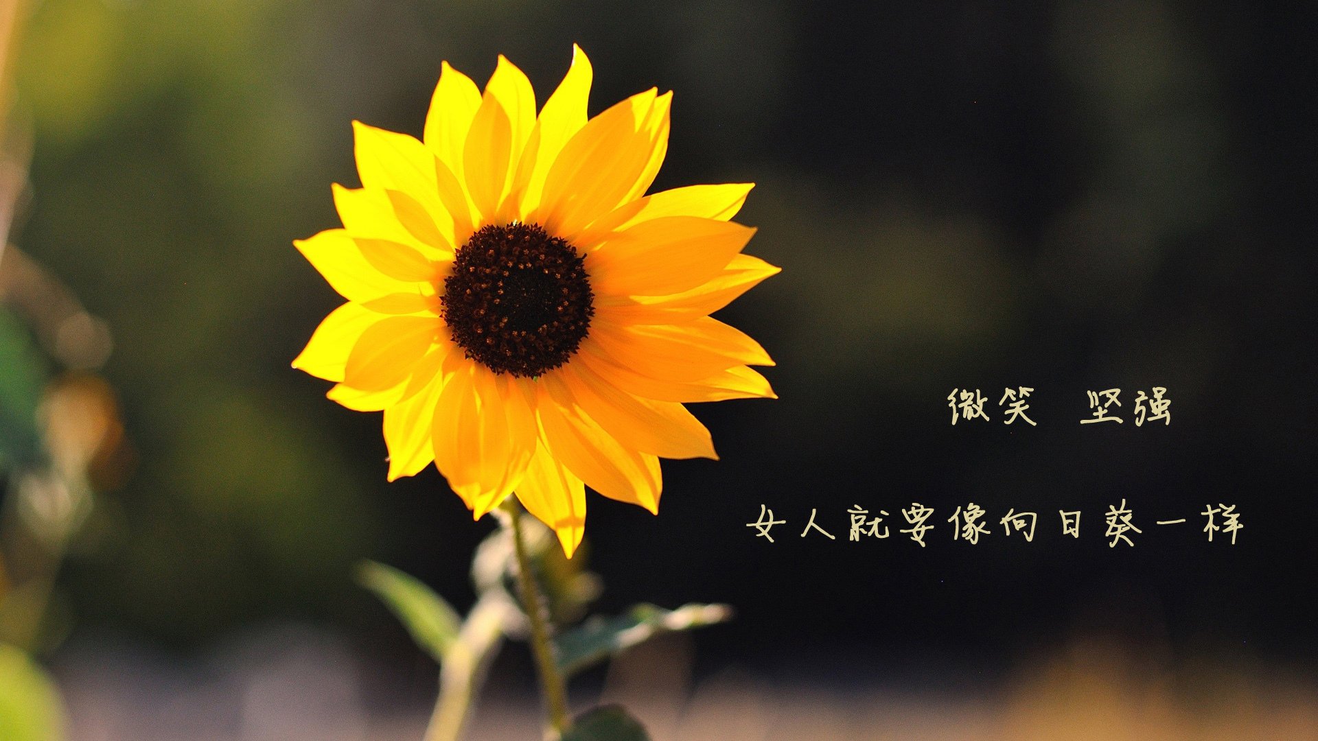 C9携手教育机构推广电竞文化，电竞推广话术