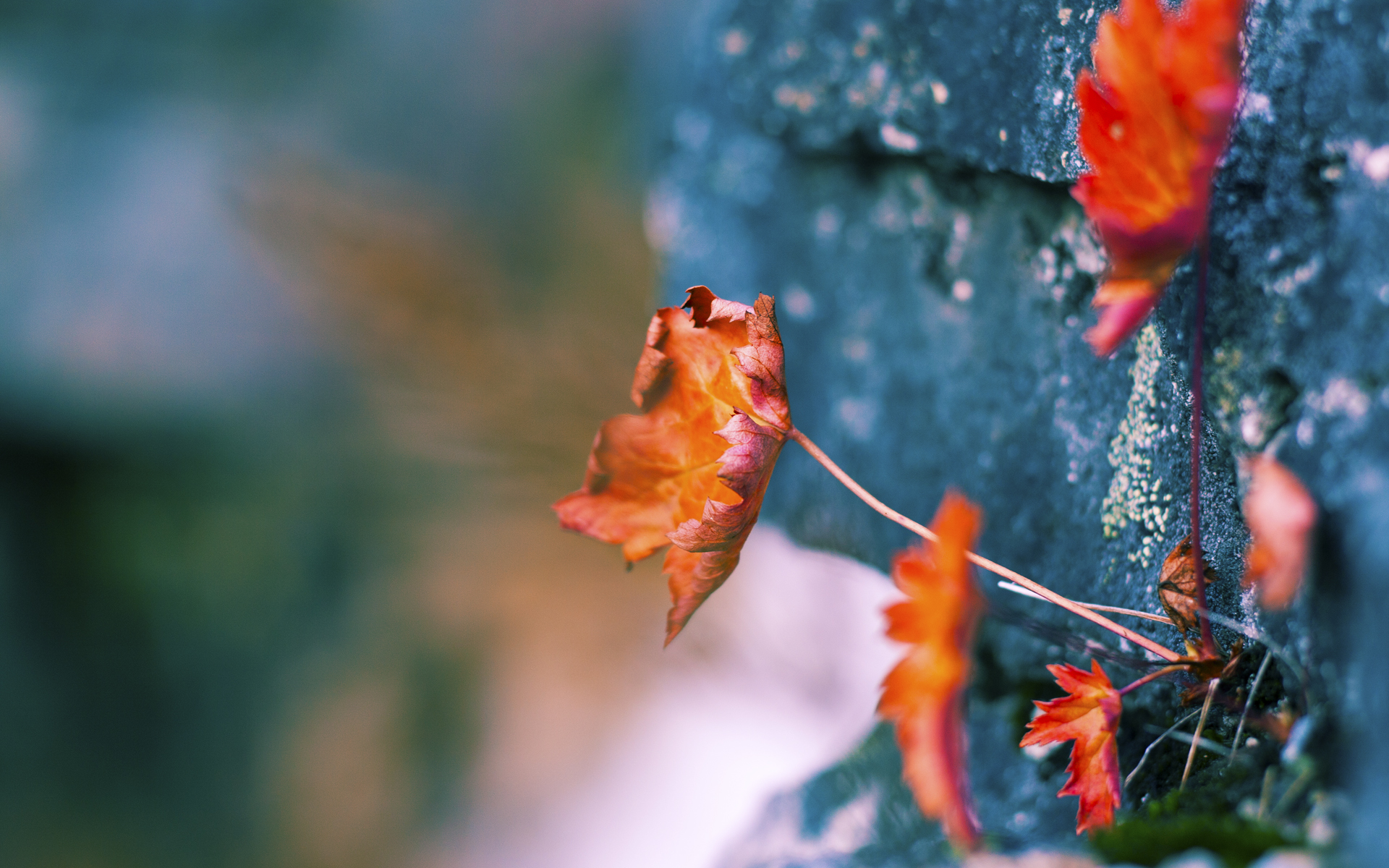 体育教学信息技术融合创新实践,体育教学信息技术融合创新实践研究