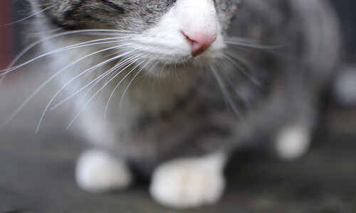 AYX SPORTS-加拿大队的未来：如何借助数据分析与科技推动战术革新，加拿大队队员