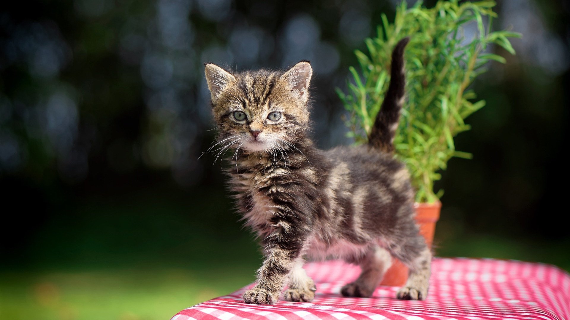 国际乒联混合团体世界杯赛制的利与弊:德国队如何调整战术,国际乒联德国公开赛