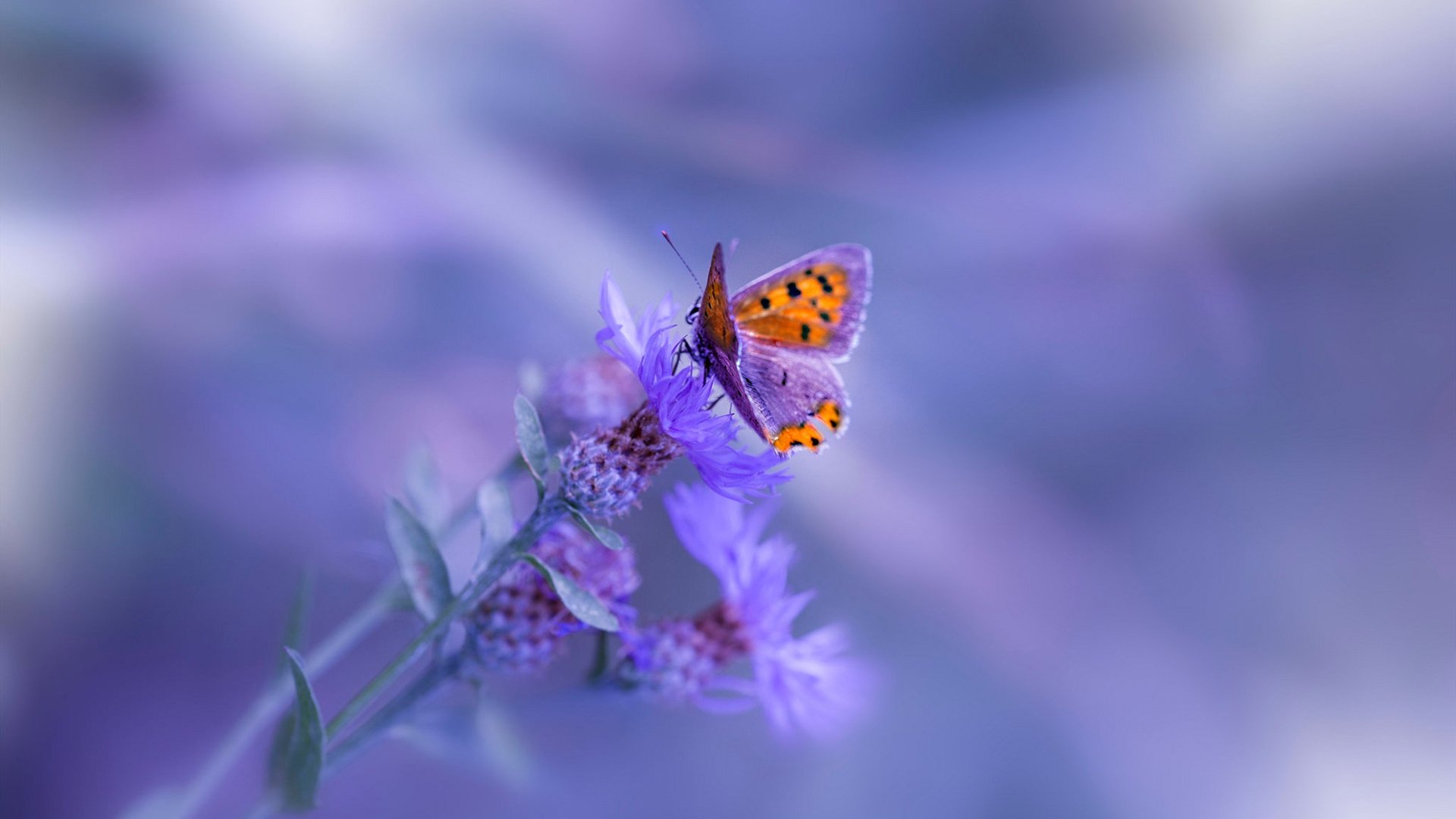 爱游戏娱乐平台-中小学篮球课程增加防守技术讲解强化基础能力，小学生篮球防守教学