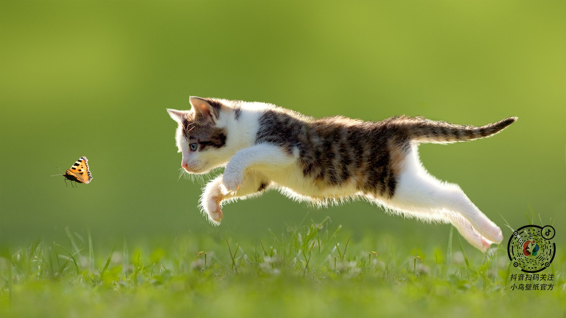 叶夫根尼娅·奇库诺娃跳水动作细腻完美,叶夫根尼·库勒什