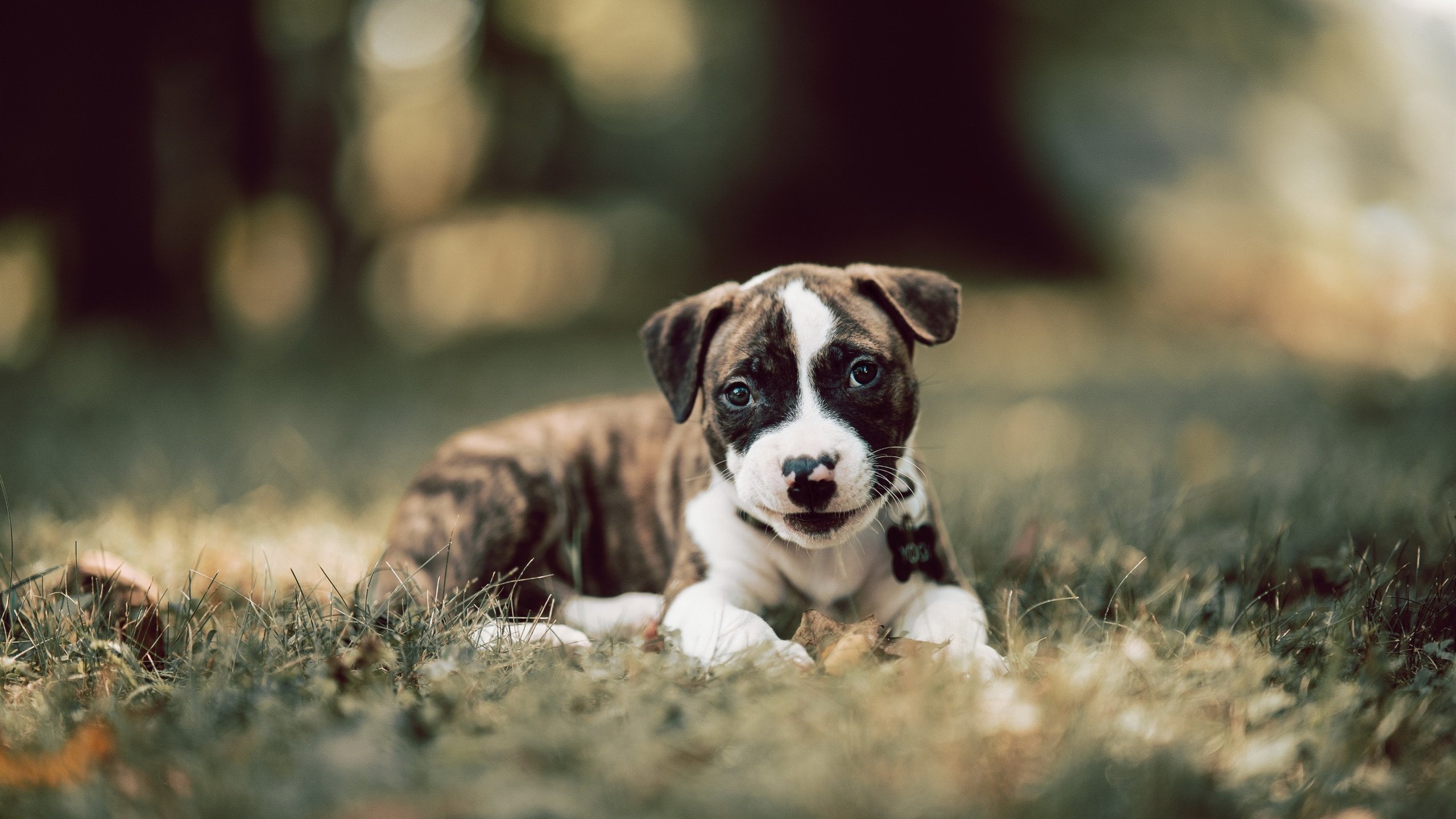 AYX体育官网-图穆亚的爆发力与出色的反击速度，成袋鼠队的致命武器，图阿vs穆勒