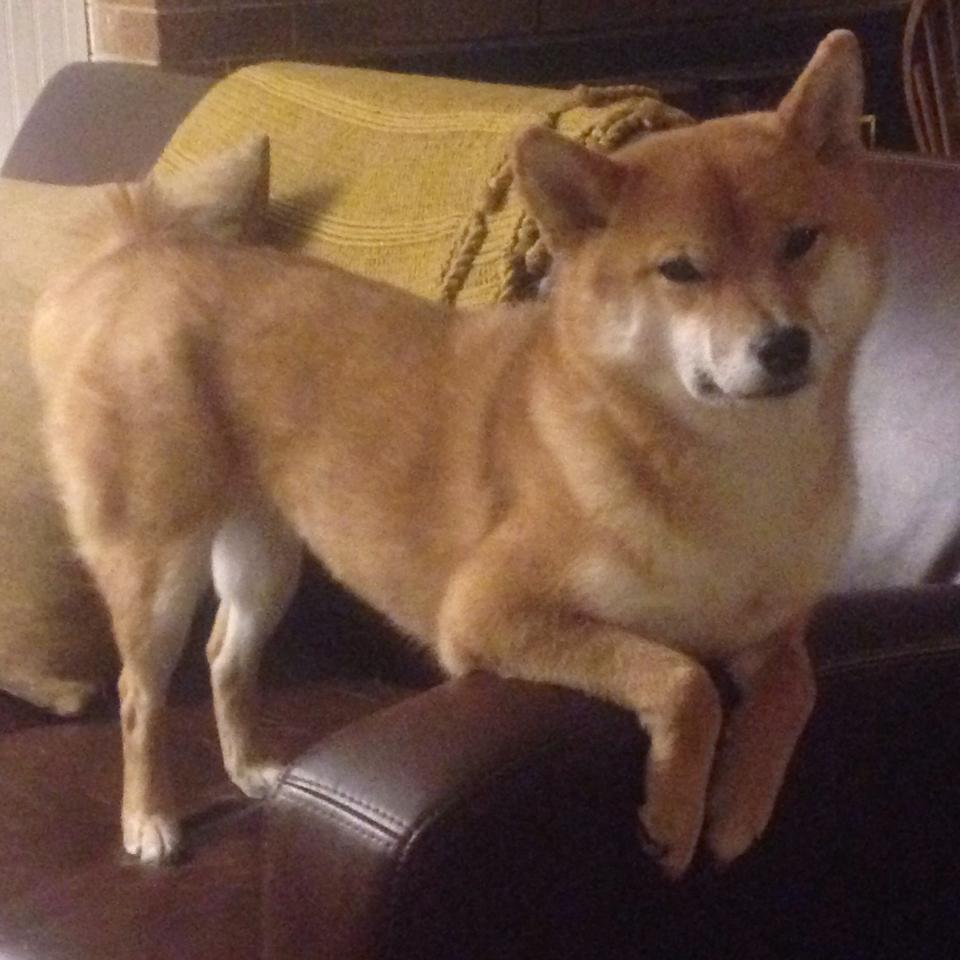 巴西队在南美预赛中领先,出线几无悬念