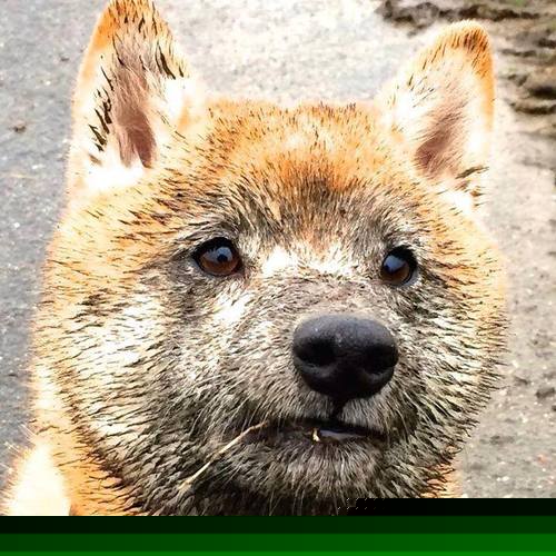 科特迪瓦男篮在非洲锦标赛中持续出色，梦想奥运舞台，科特迪瓦男篮vs中国男篮视频